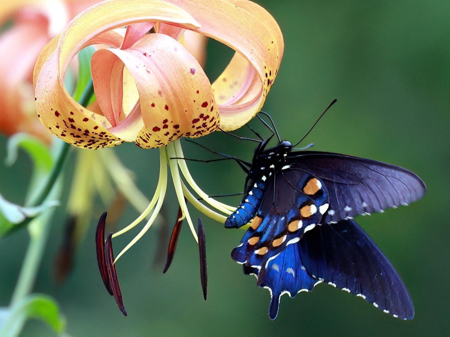 Pipevine Swallowtail
