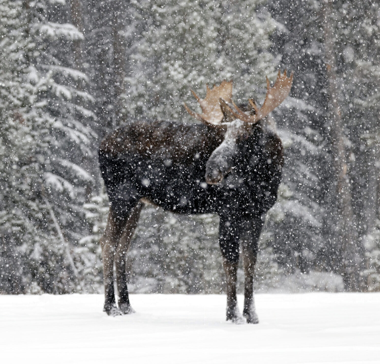 Bull Moose