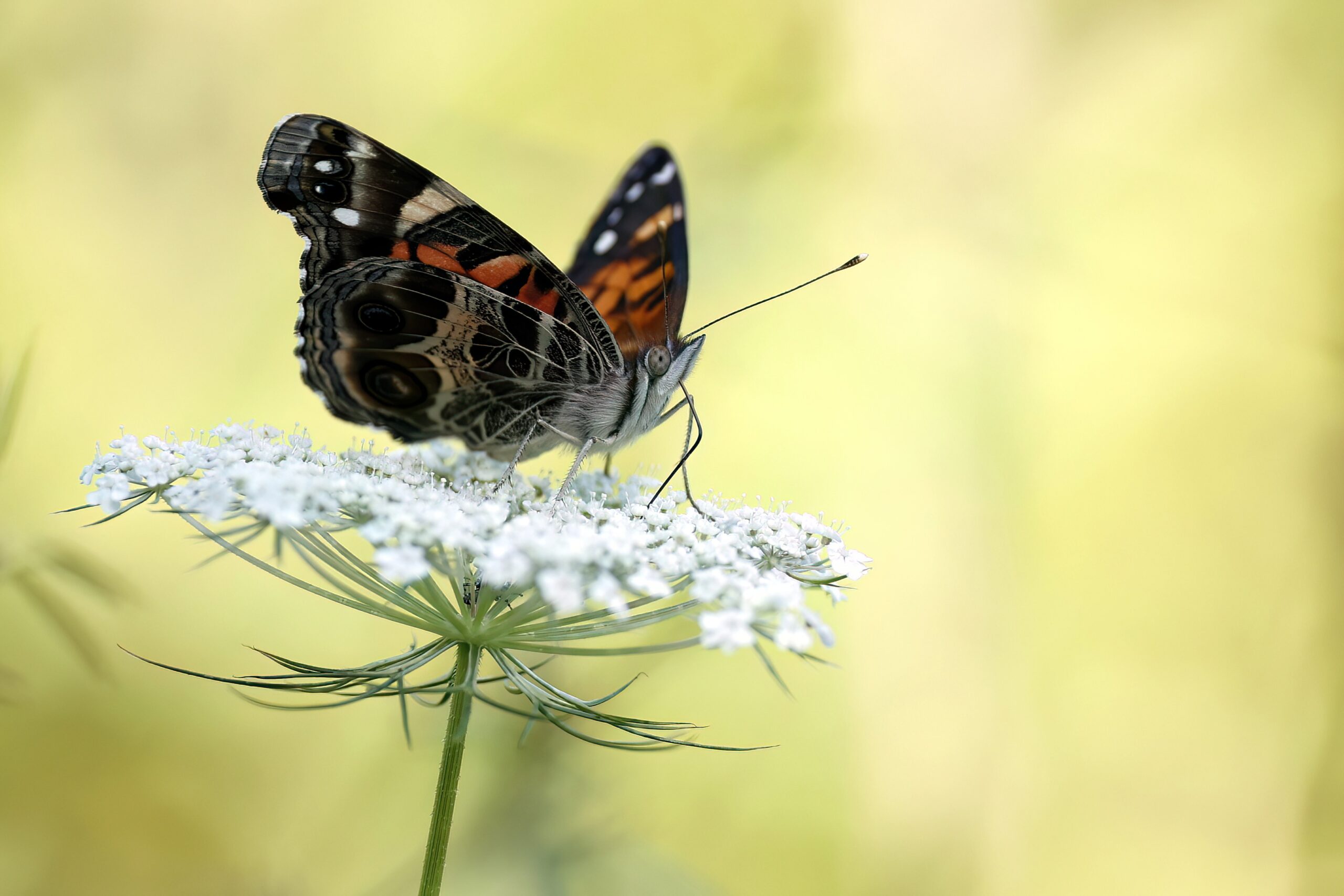 American Lady, butterfly
