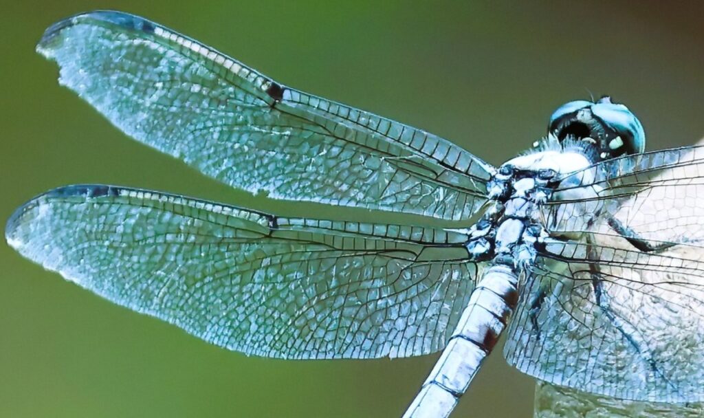 Great Blue Skimmer, dragonfly