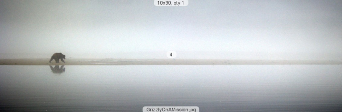 Grizzly On A Mission 10 x 30