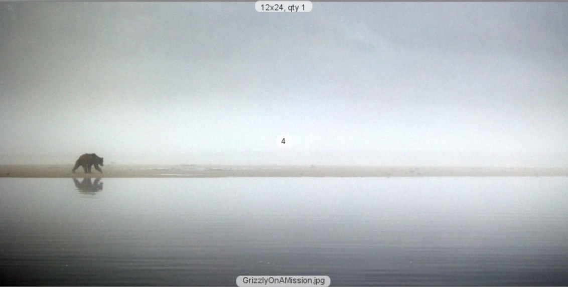 Grizzly On A Mission 12x24