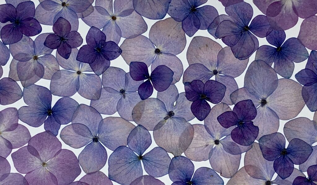 Hydrangeas, pressed flowers