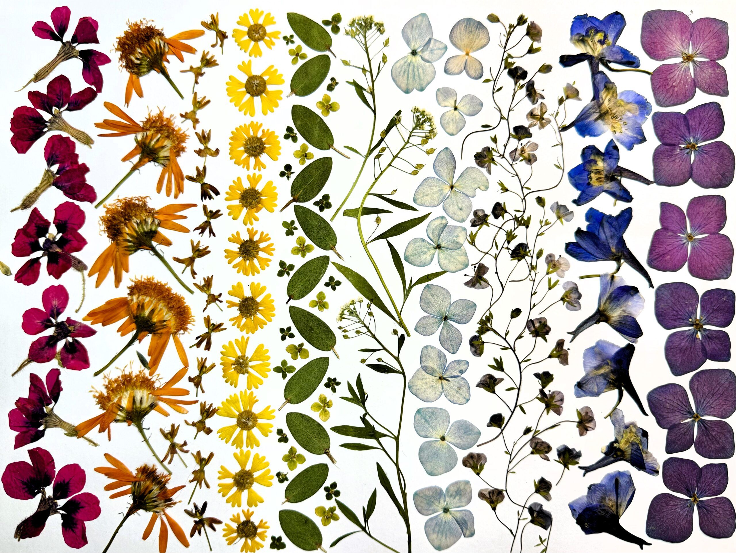 bat face, orange flame, milkweed, sneezeweed, hydrangea, eucalyptus, alyssum, delphinium