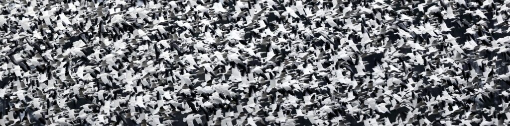 Snow geese