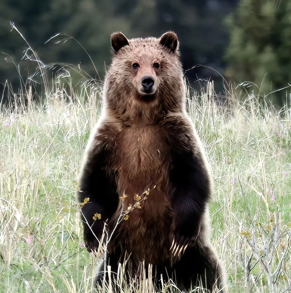 Grizzly Bear, Yellowstone National Park, YNP