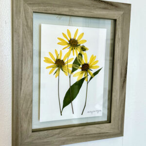 SOLD Lemon Queen Sunflower (Original Pressed Botanical Art)