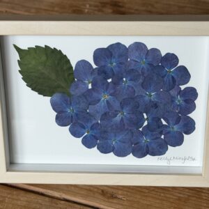 Deep Blue Hydrangea (Original Pressed Botanical Art)