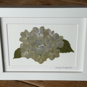 Double Hydrangea (Original Pressed Botanical Art)
